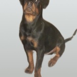 Ротвейлер, Пермь